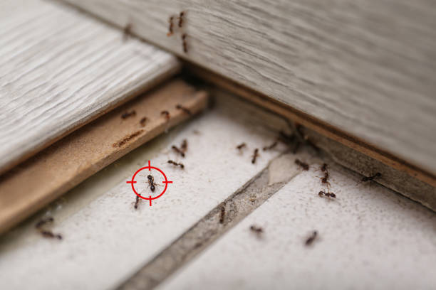 Best Pest Control Near Me  in Wayland, MI