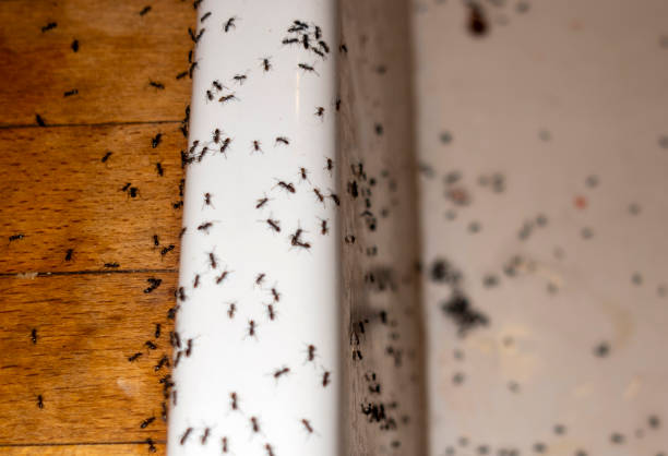 Flea Control Services in Wayland, MI